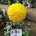 菊花苗，观赏菊，菊花茶