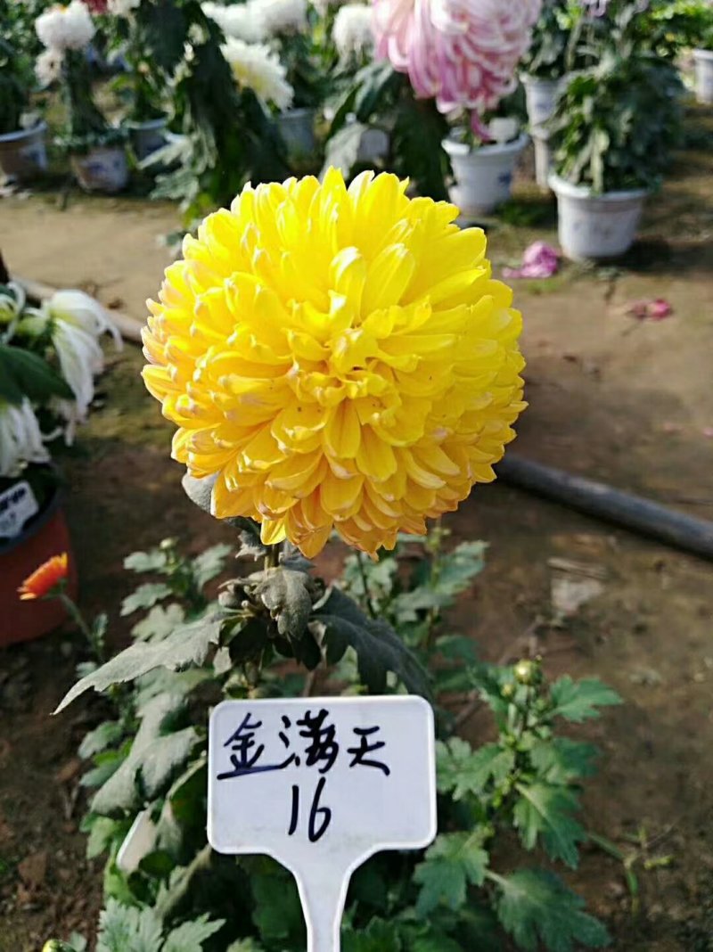 菊花苗，观赏菊，菊花茶