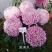 菊花苗，观赏菊，菊花茶