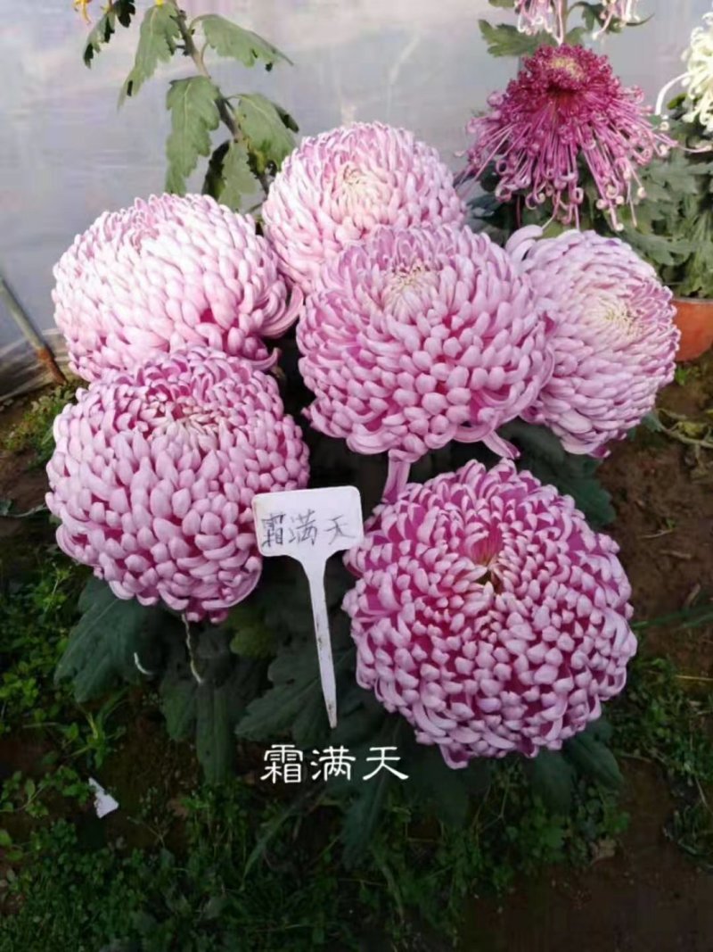 菊花苗，观赏菊，菊花茶