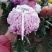 菊花苗，观赏菊，菊花茶