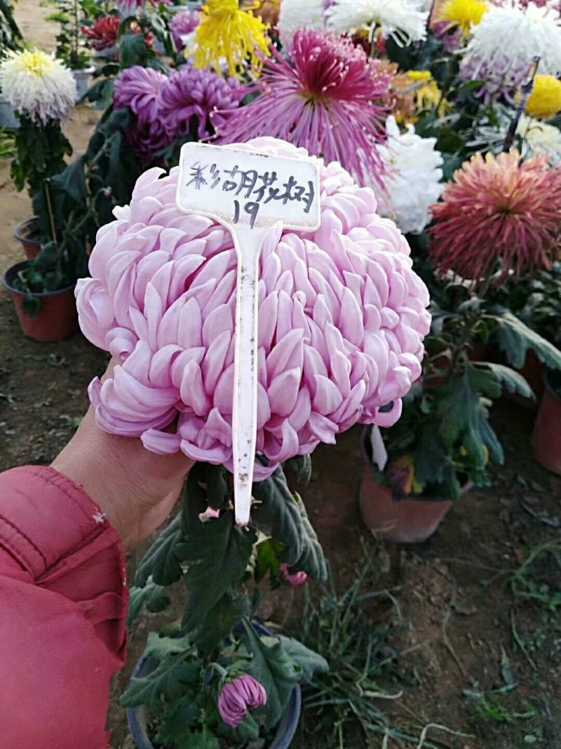 菊花苗，观赏菊，菊花茶