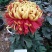 菊花苗，观赏菊，菊花茶