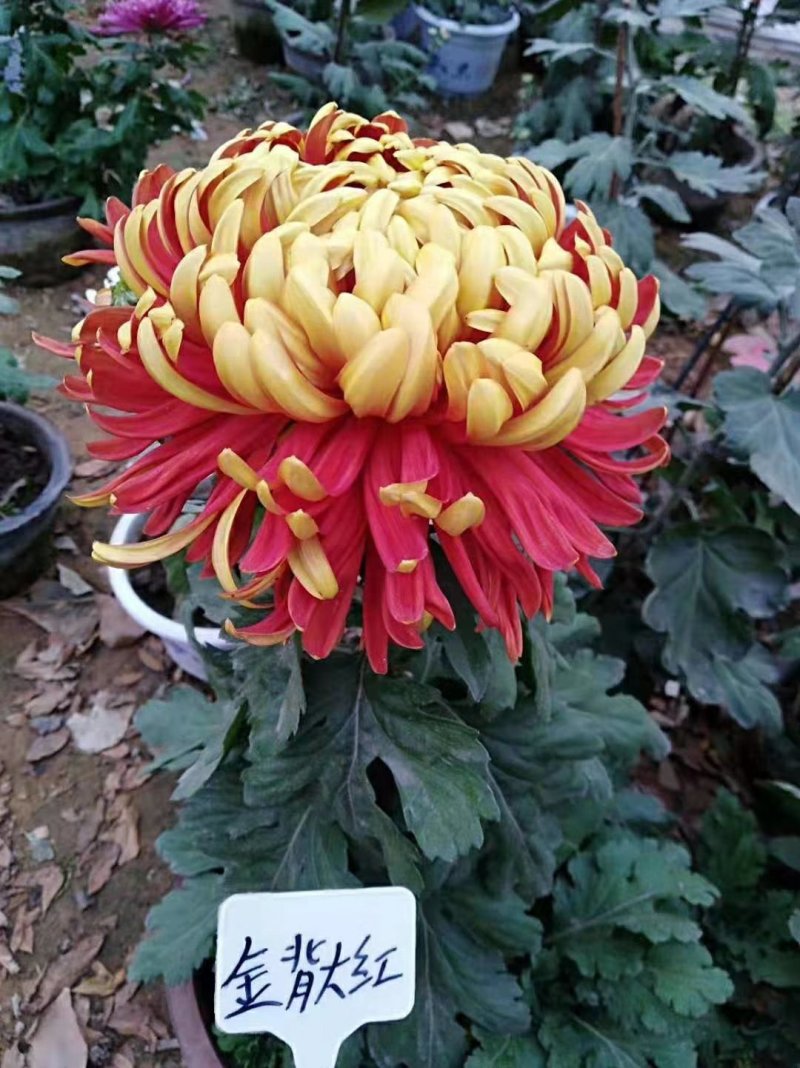 菊花苗，观赏菊，菊花茶