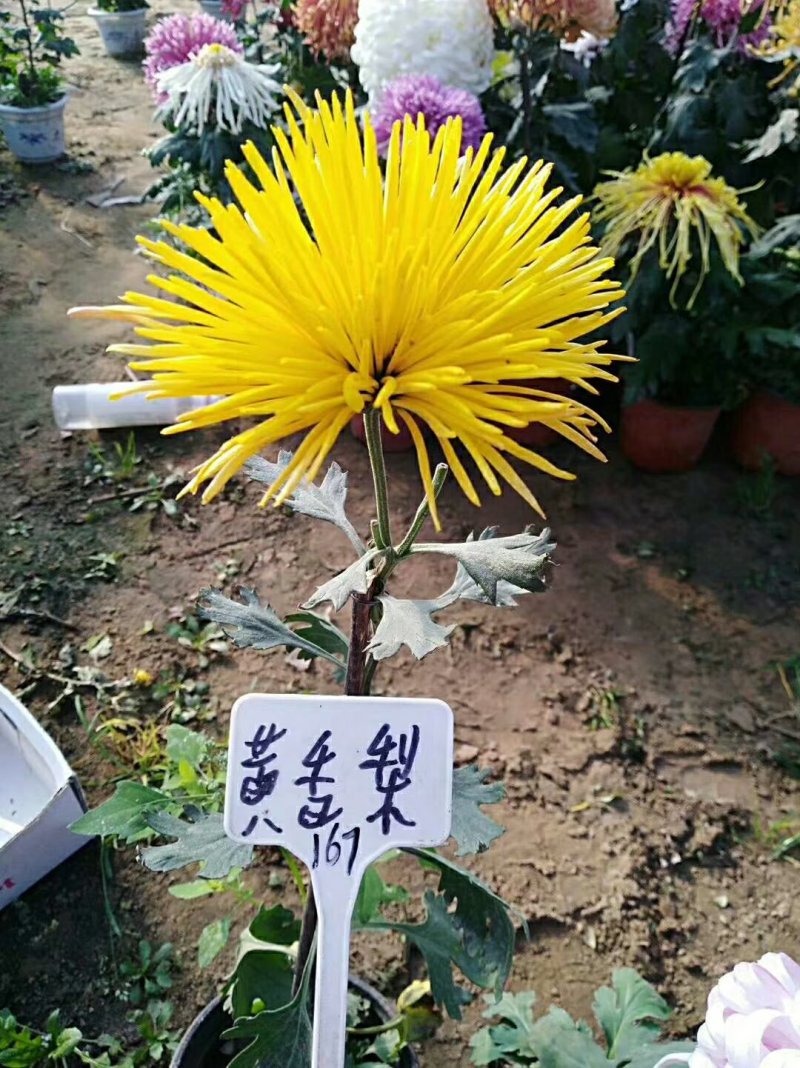 菊花苗，观赏菊，菊花茶