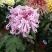 菊花苗，观赏菊，菊花茶