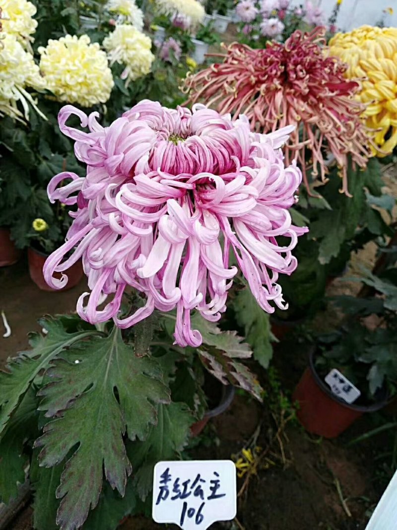 菊花苗，观赏菊，菊花茶