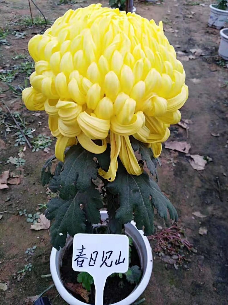 菊花苗，观赏菊，菊花茶