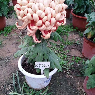 菊花苗，观赏菊，菊花茶