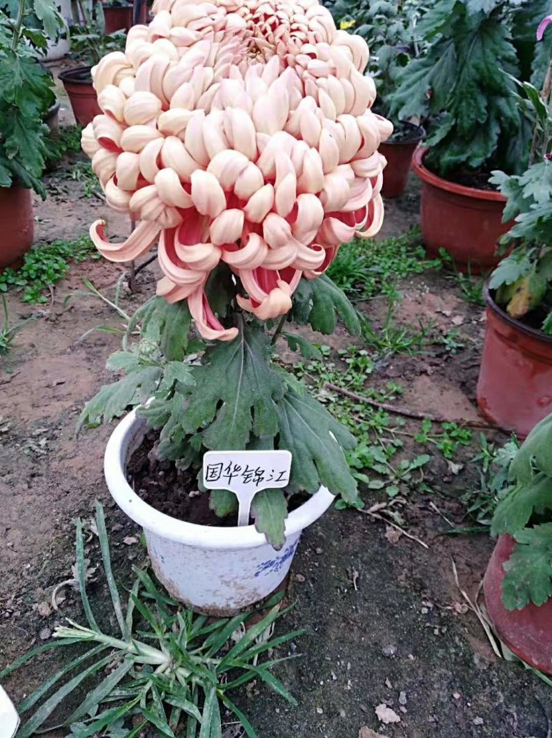 菊花苗，观赏菊，菊花茶