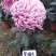 菊花苗，观赏菊，菊花茶