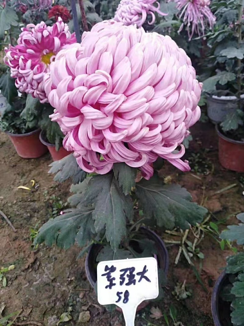 菊花苗，观赏菊，菊花茶