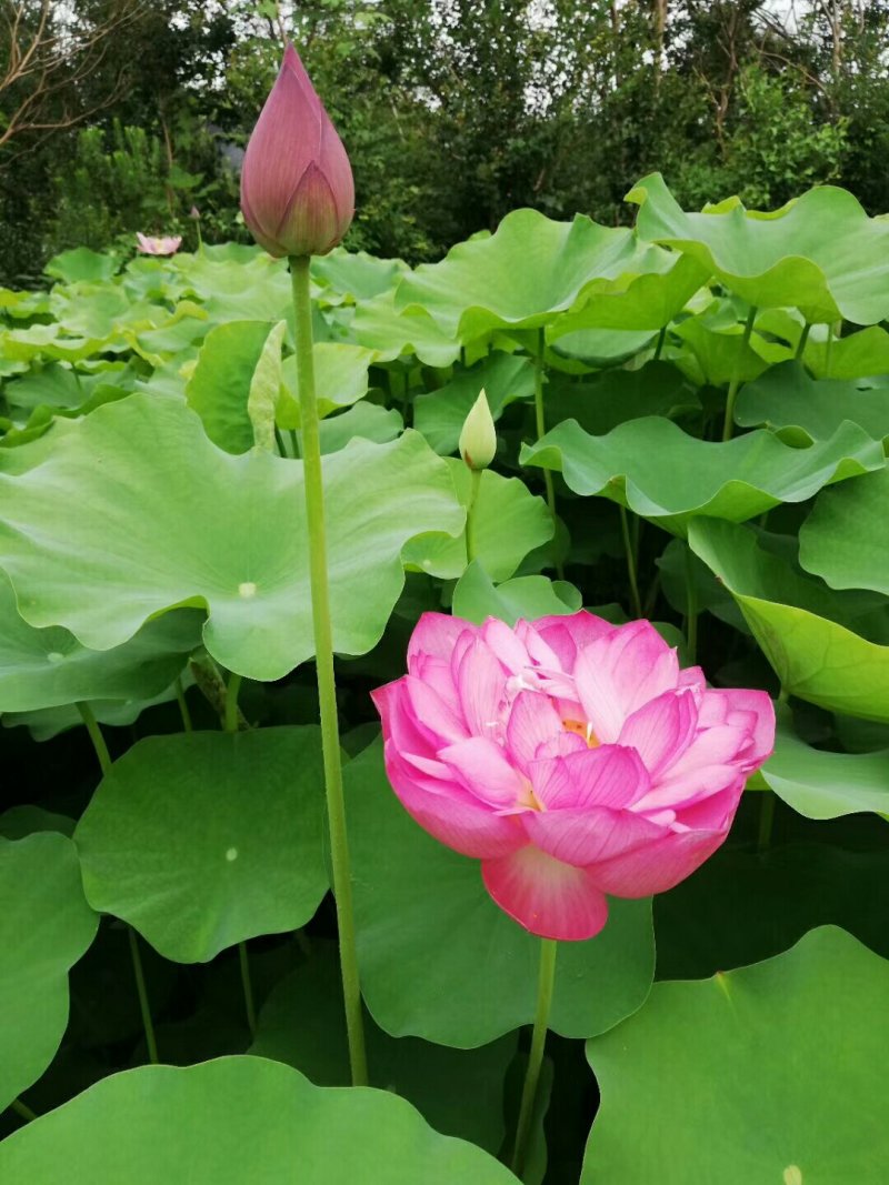 盆栽荷花观花植物水培植物