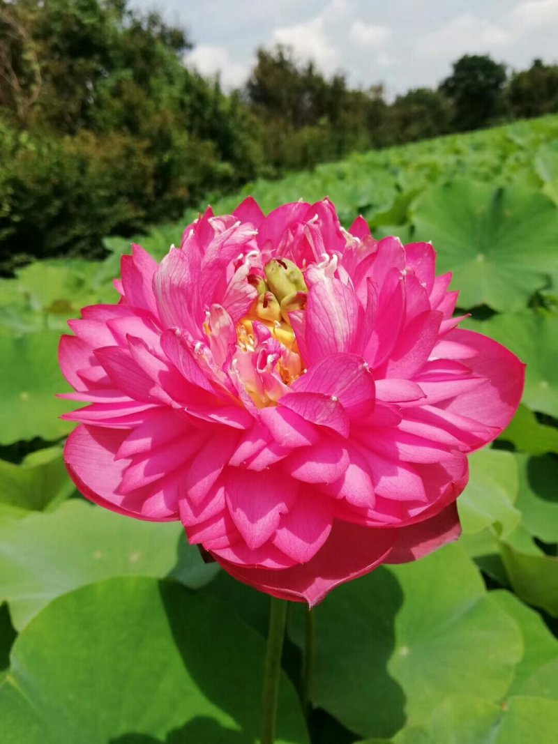 盆栽荷花观花植物水培植物