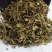 瓜子金来马回抱石莲辰砂草瓜子草批发零售中药材