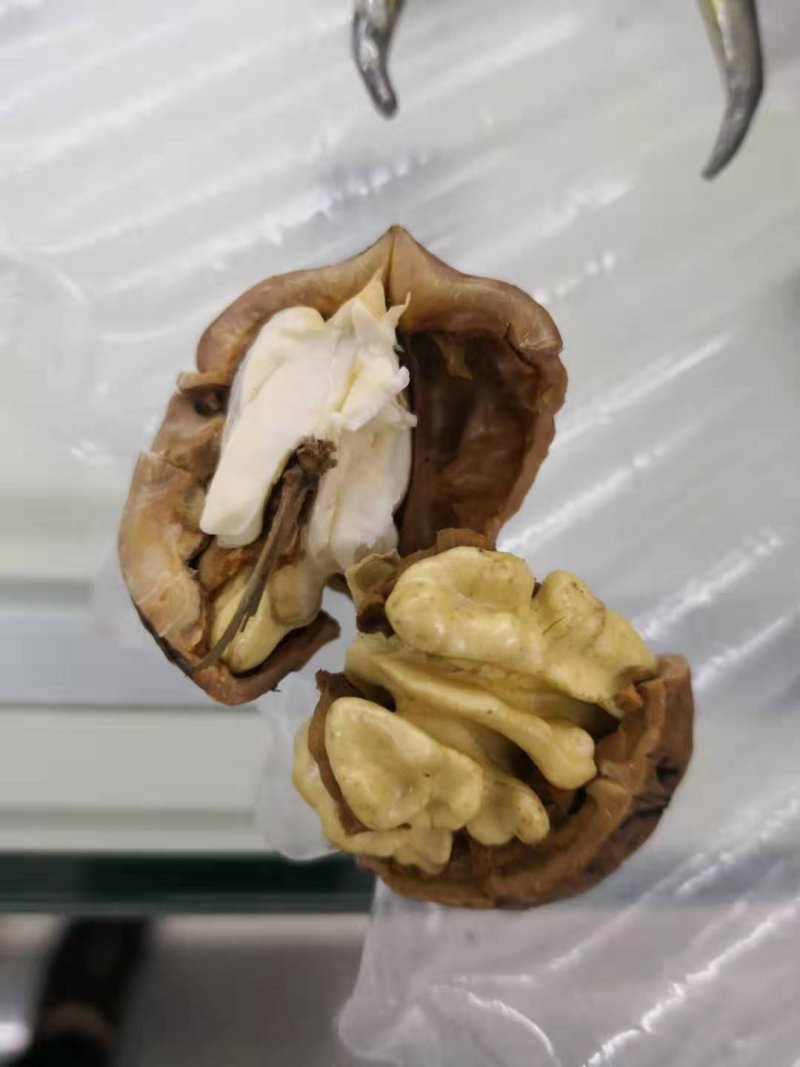 核桃