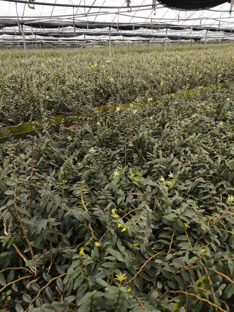 铁皮石斛鲜条品质把控一手货源基地直发量大从优