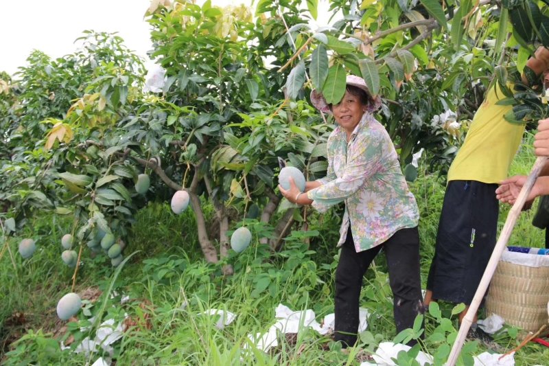 攀枝花凯特一级大芒果一件代发