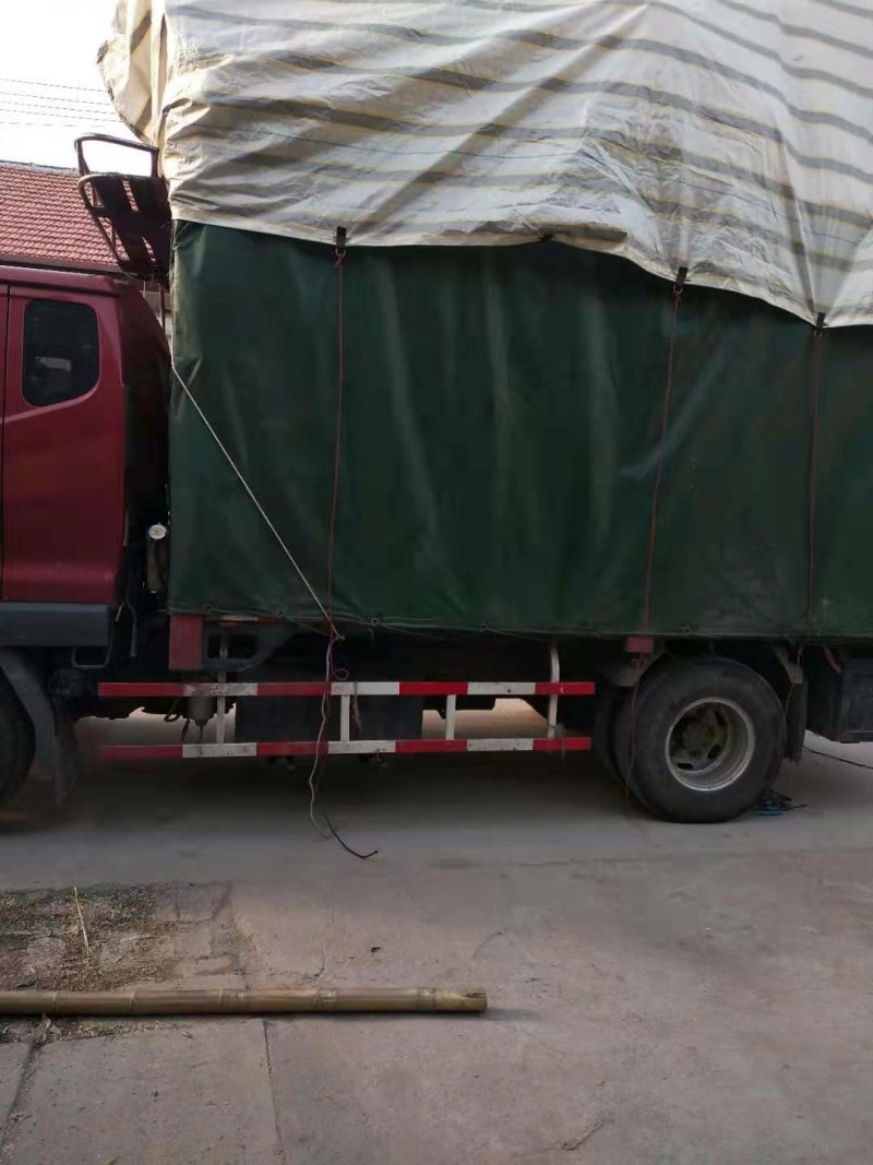 【推荐】济南奥黛丽大青椒货源稳定原产地专业代办诚信合作