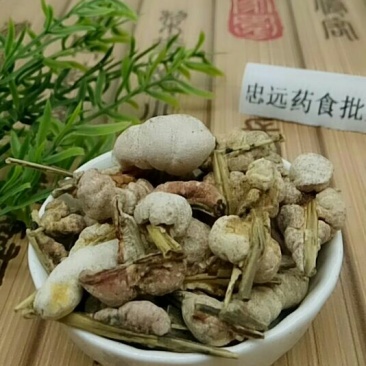 竹花千余品种供应承接订单