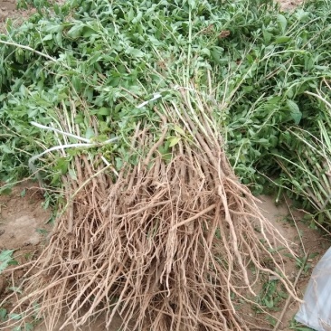 （基地直供）枸杞苗，中华血杞，品种纯，，，，，，