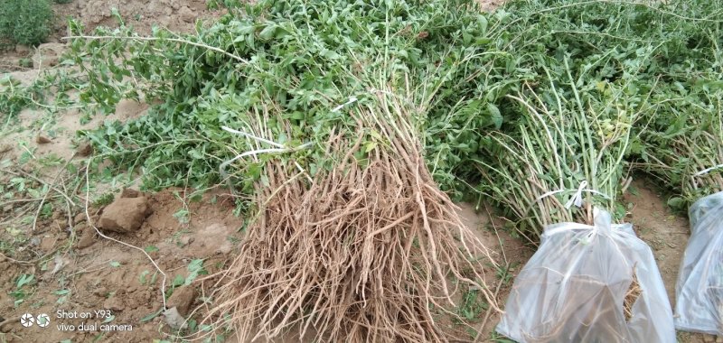 （基地直供）枸杞苗，中华血杞，品种纯，，，，，，