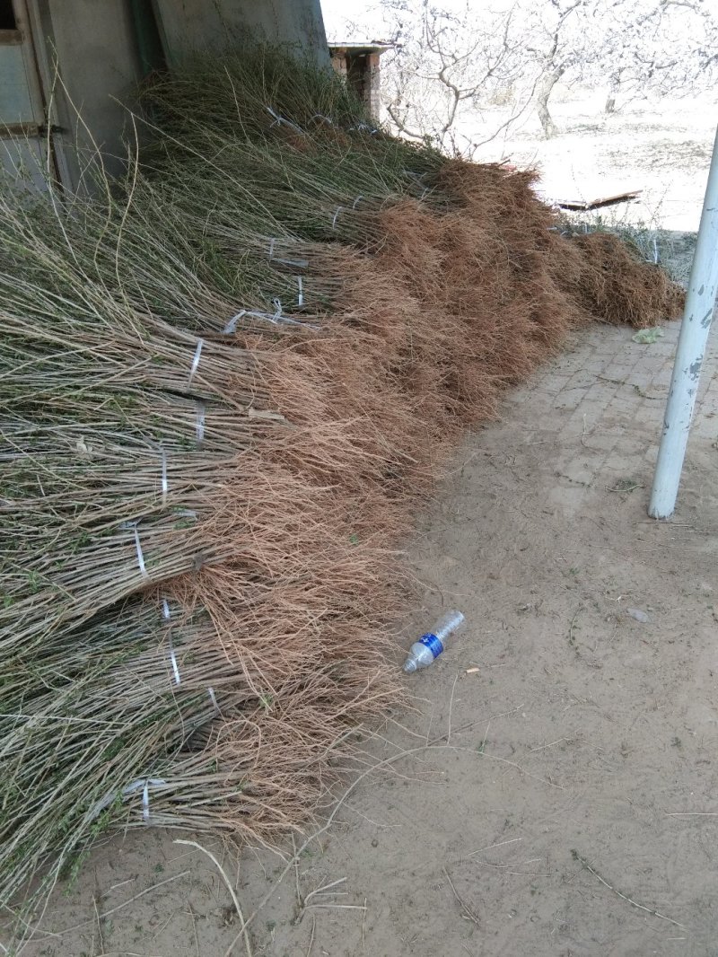 （基地直供）枸杞苗，中华血杞，品种纯，，，，，，