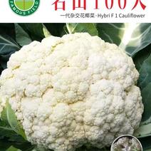 白面青梗松花菜种子100天有机花菜种子