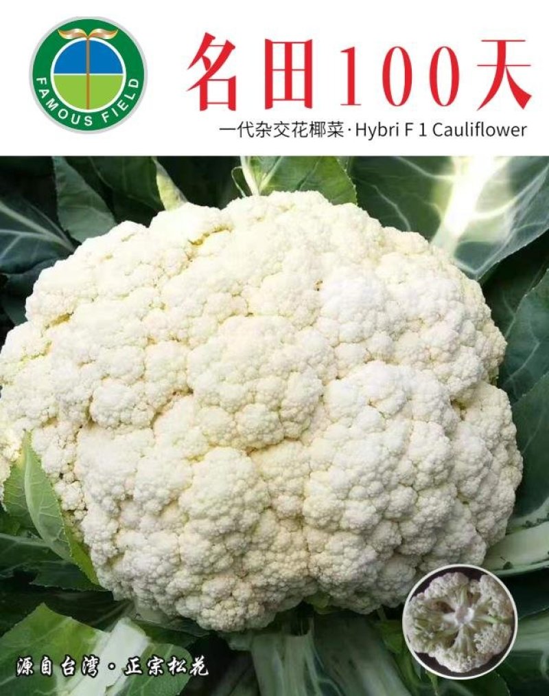 白面青梗松花菜种子100天有机花菜种子