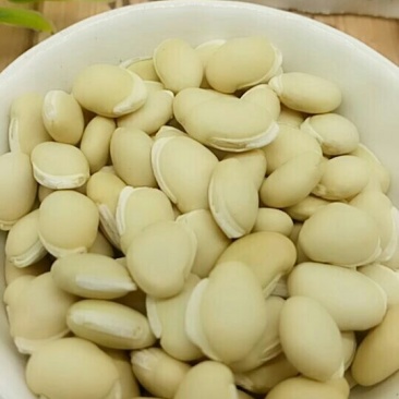 扁豆千余品种供应承接订单