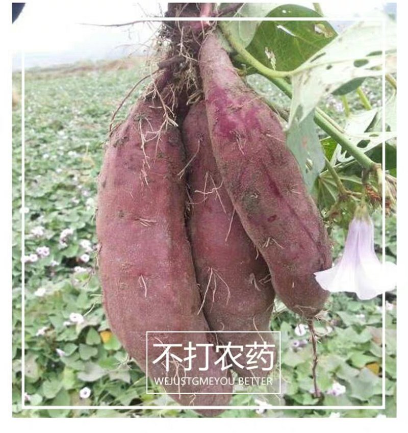 紫薯2两以上紫心个头均匀量大质优可发往全国