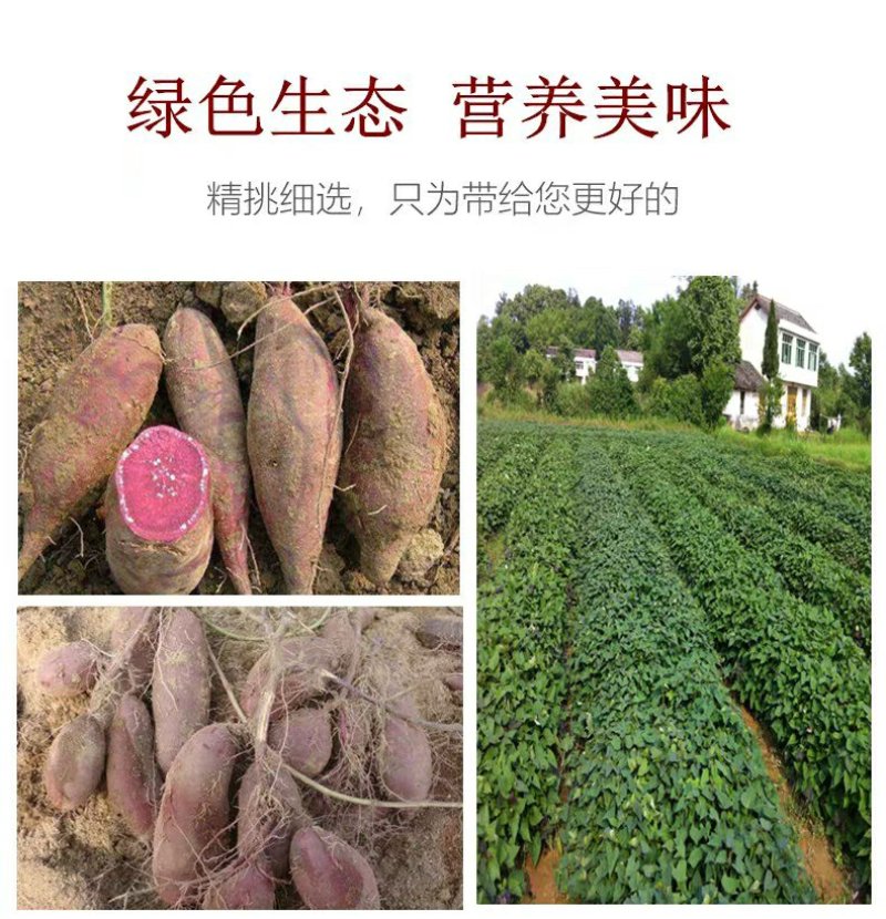 紫薯2两以上紫心个头均匀量大质优可发往全国