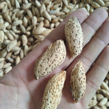 新疆巴旦木厚壳原味生料巴旦木产地直销的包邮