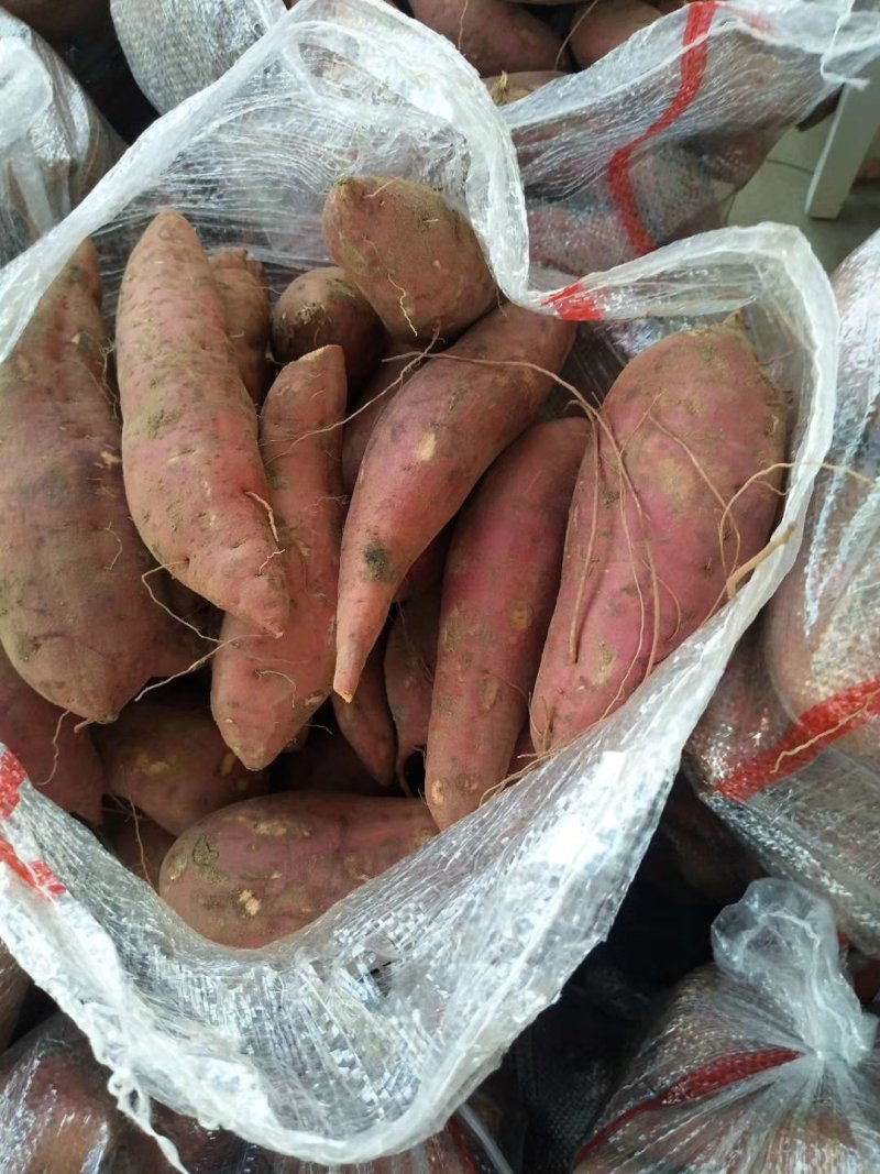 西瓜红！基地直供！货源充足！精品包装！质优价廉，对接商超