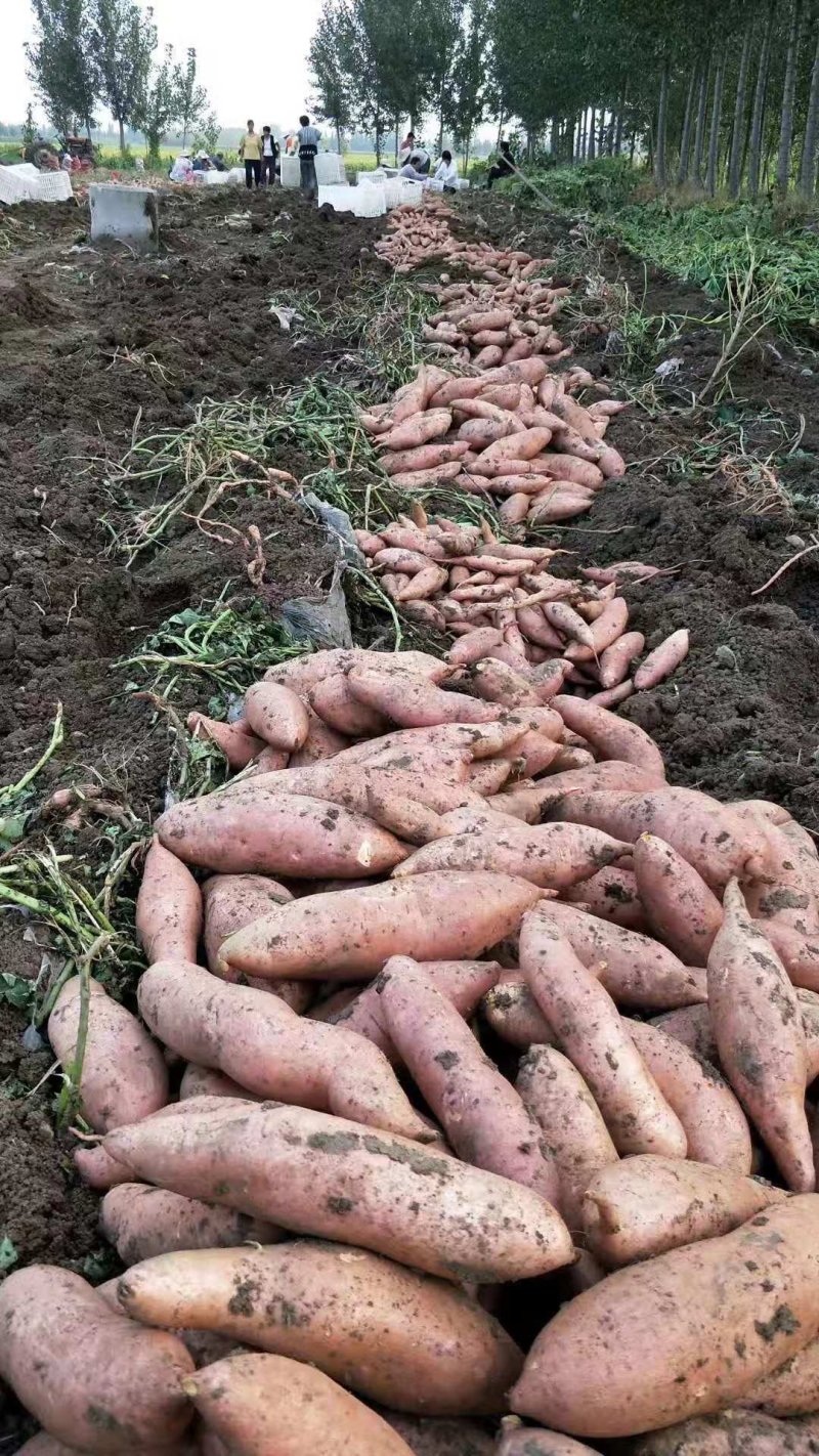 西瓜红！基地直供！货源充足！精品包装！质优价廉，对接商超