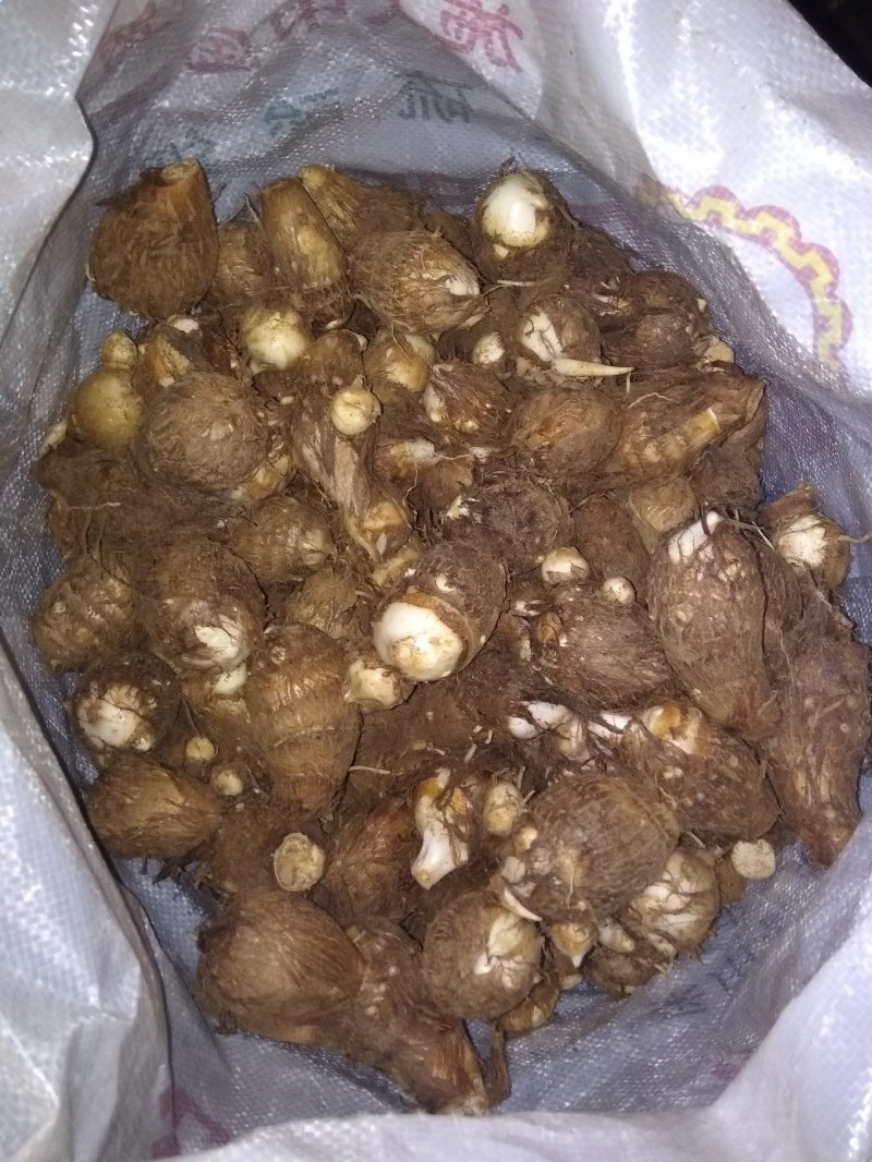 沙地芋头8520通货不挑球