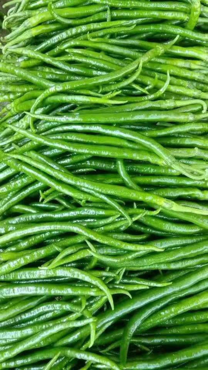 山东兰陵精品辣椒，上市货源充足，质量更好价格更低，一条龙