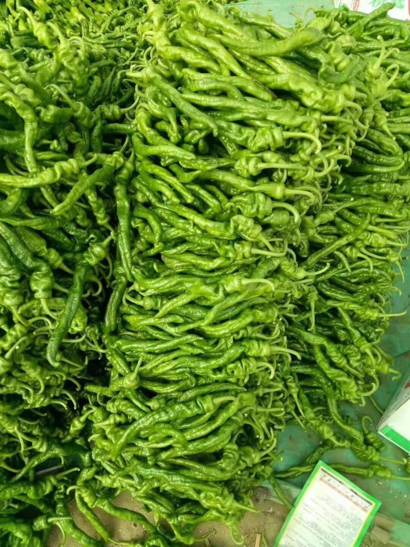 山东兰陵精品辣椒，上市货源充足，质量更好价格更低，一条龙