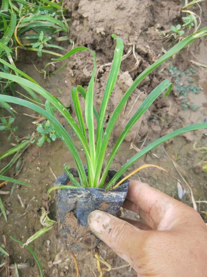 【有好货】黄花萱草青州绿化苗木产地直发保质保量