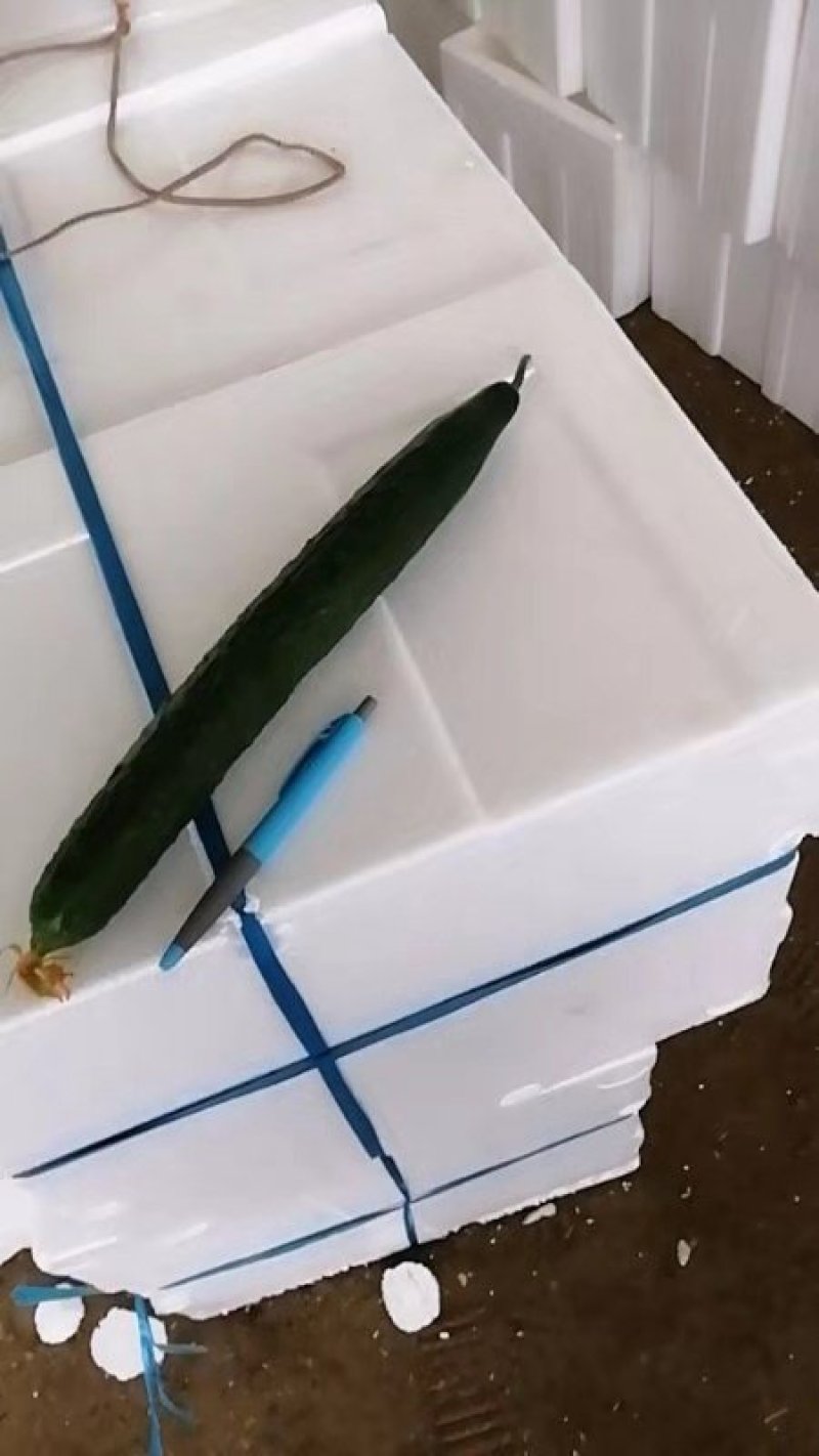 山东兰陵黄瓜上市中，质量优货量大，产地直销一条龙服务