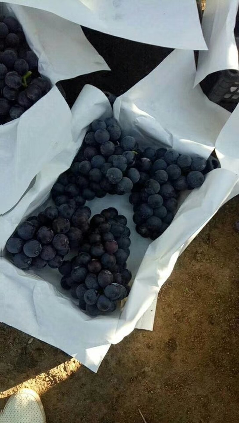 辽南巨峰葡萄产地代办专业代购