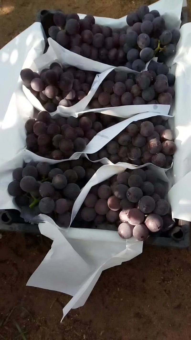 辽南巨峰葡萄产地代办专业代购