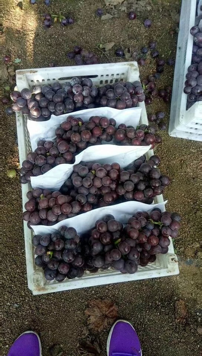 辽宁熊岳巨峰葡萄专业代办代收