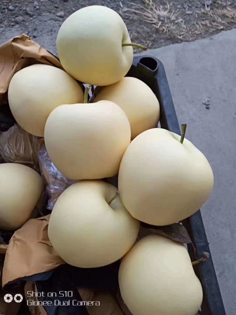 黄元帅苹果大量上市中辽南产地代办