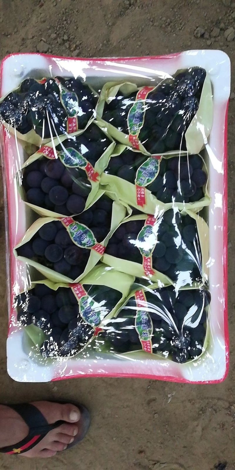 辽宁产地葡萄大棚巨峰葡萄大量上市