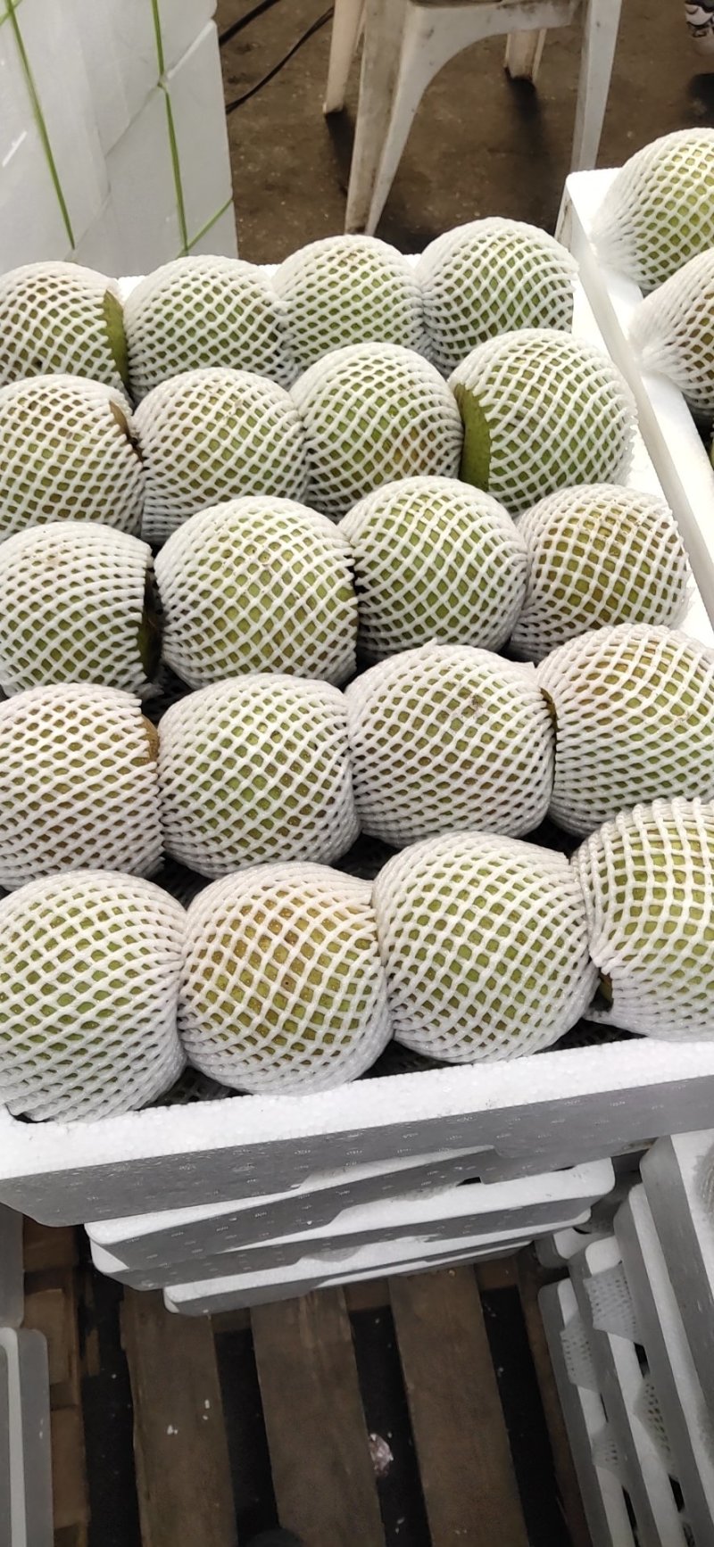 翠冠梨