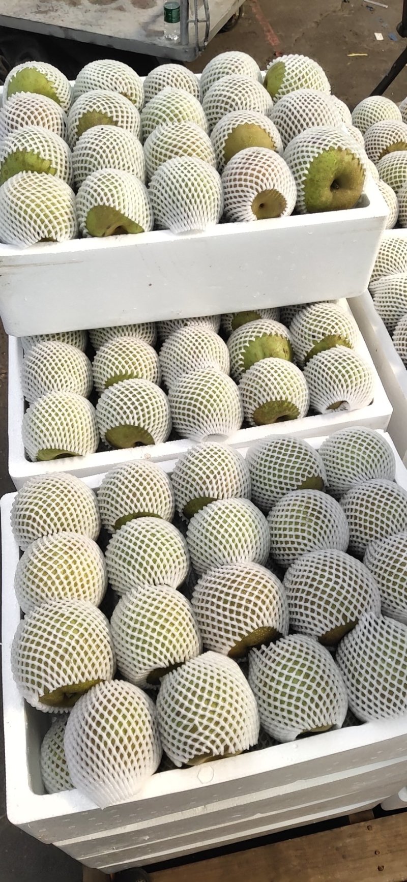 翠冠梨