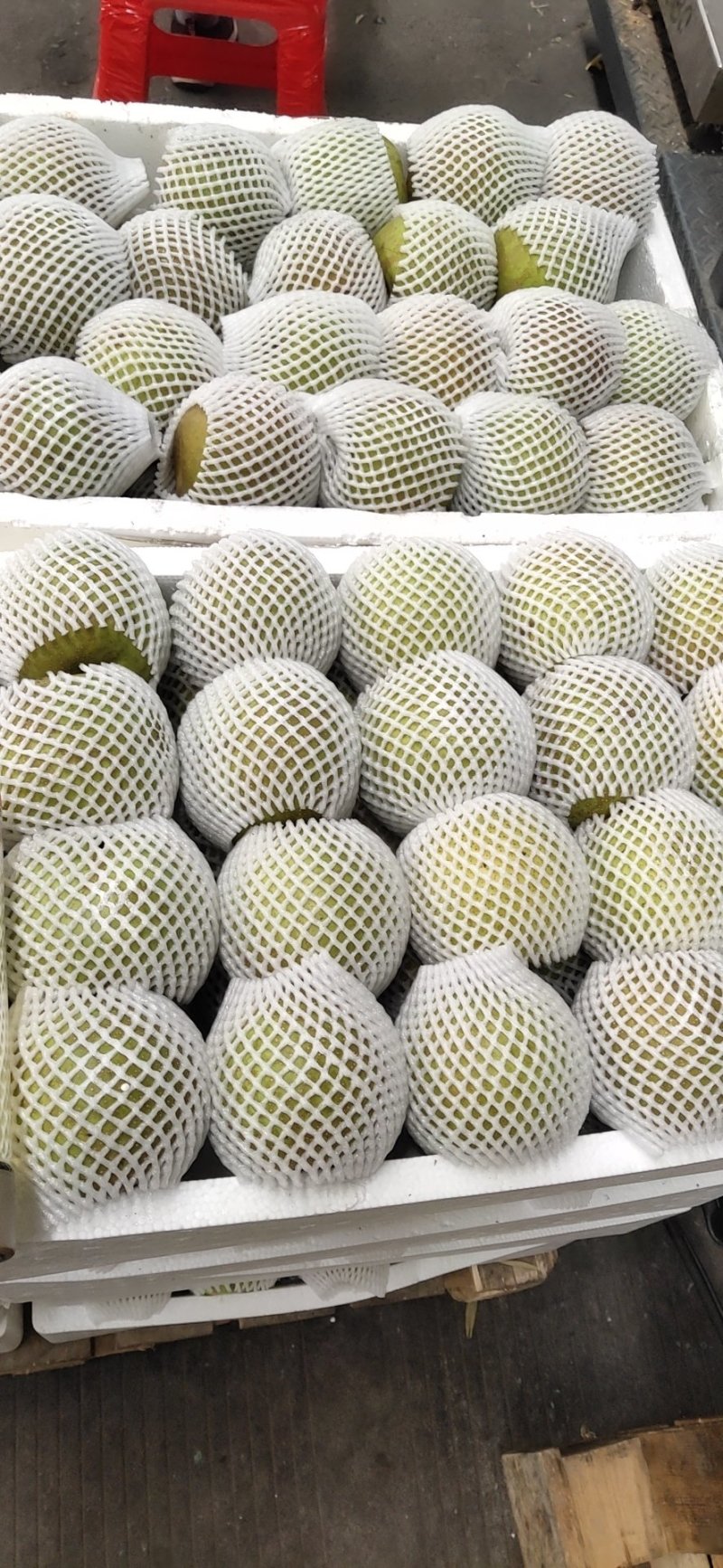 翠冠梨