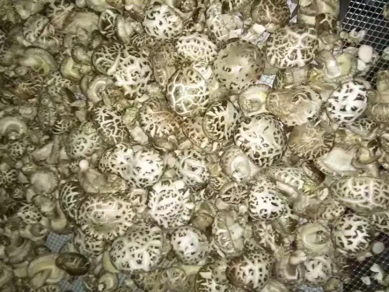 因有尽有