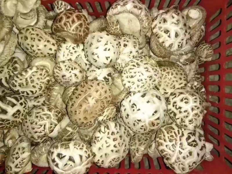 因有尽有